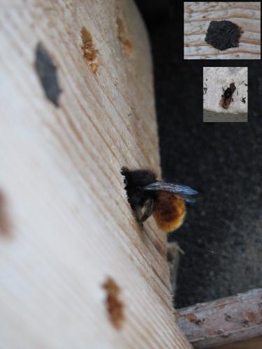 Réf. 179 799 : Osmia cornuta